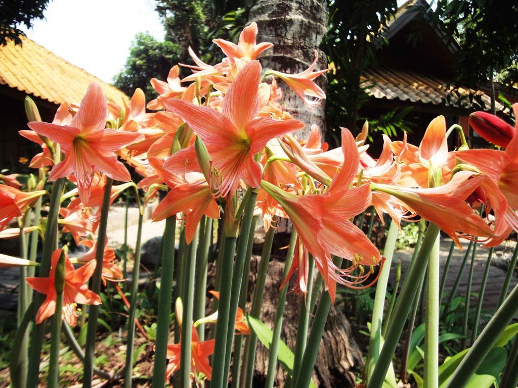 Areeya Phuree Resort Thaton Mae Ai Bagian luar foto